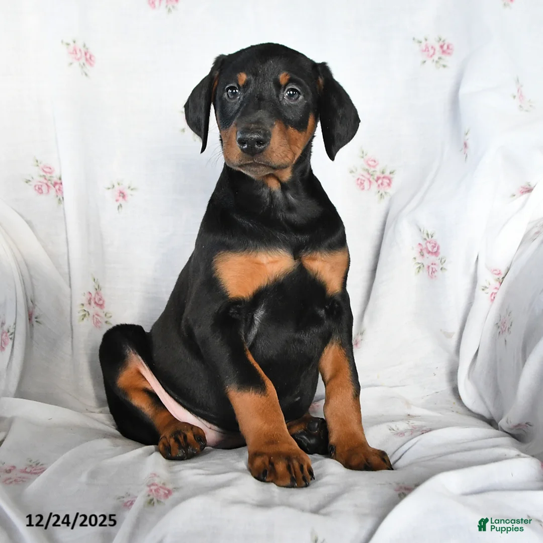 Doberman Pinscher dogs for sale: Daisy - Ad 1