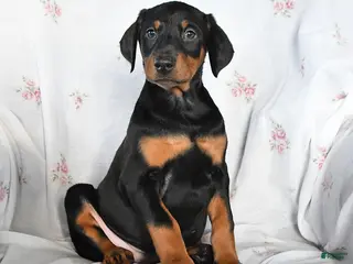 Doberman Pinscher dogs Daisy - Ad 21