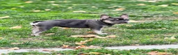 French Bulldog dogs for sale: French Bulldog 2 - Ad 2