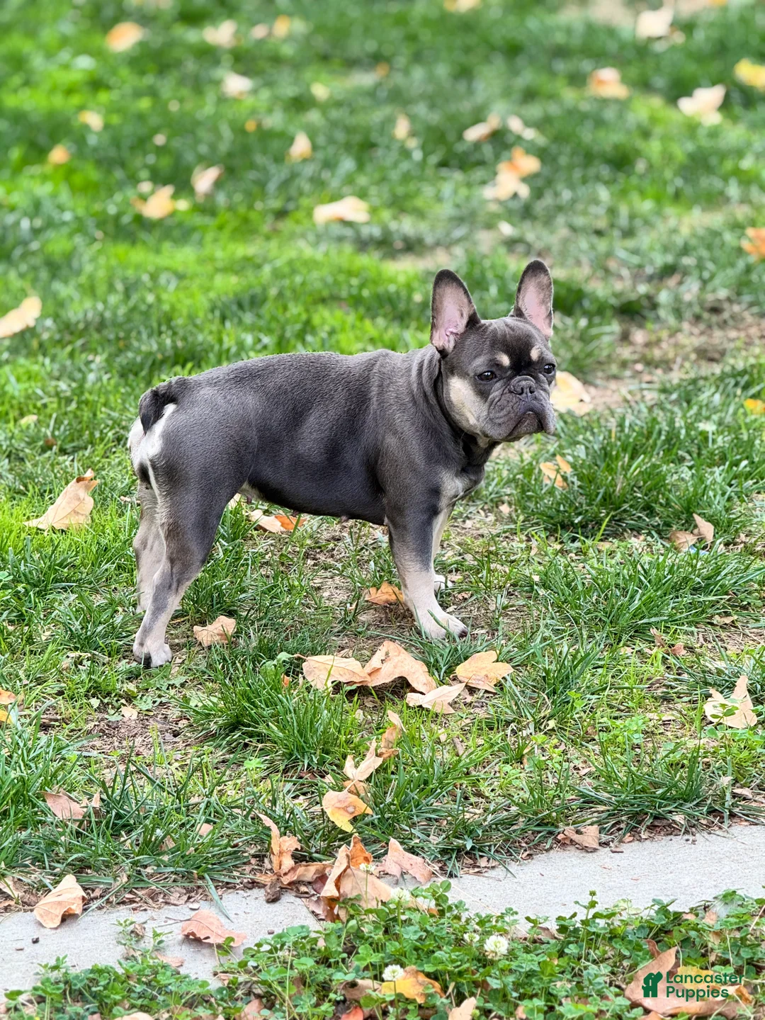 French Bulldog dogs for sale: French Bulldog 2 - Ad 2