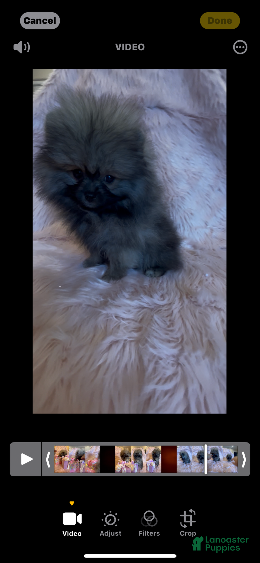Pomeranian dogs for sale: Penny AKC Registered FULL RIGHTS - Ad 10
