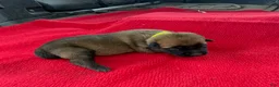 Mixed Breed dogs for sale: Female Puppy 1 - Ad 3