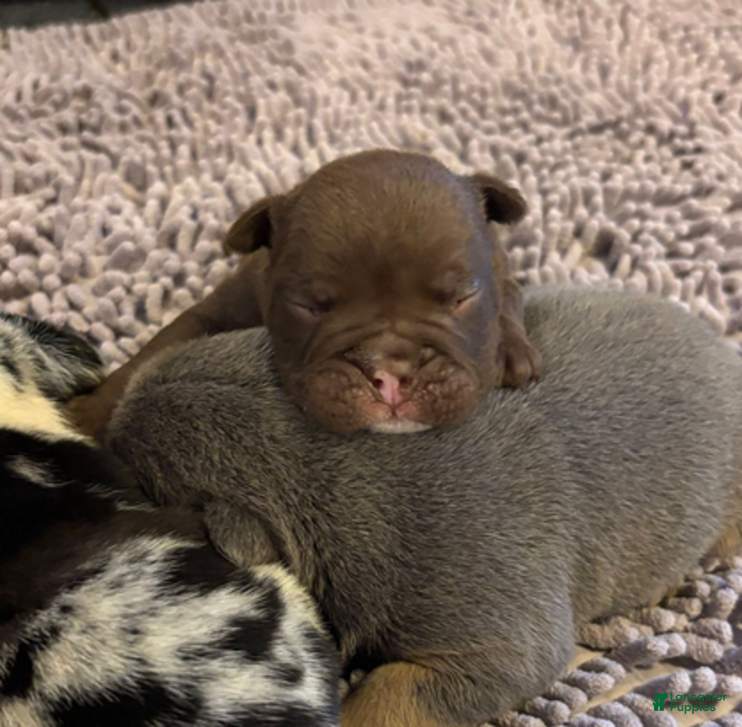 English Bulldog dogs for sale: Buggsy - Ad 3