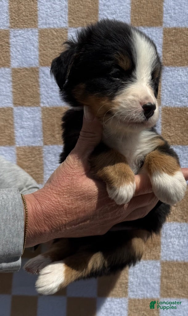 Bernese Mountain Dog dogs for sale: Pink - Ad 4