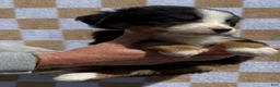 Bernese Mountain Dog dogs for sale: Pink - Ad 1