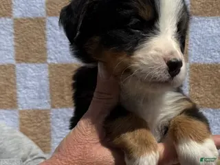 Bernese Mountain Dog dogs for sale: Pink - Ad 4