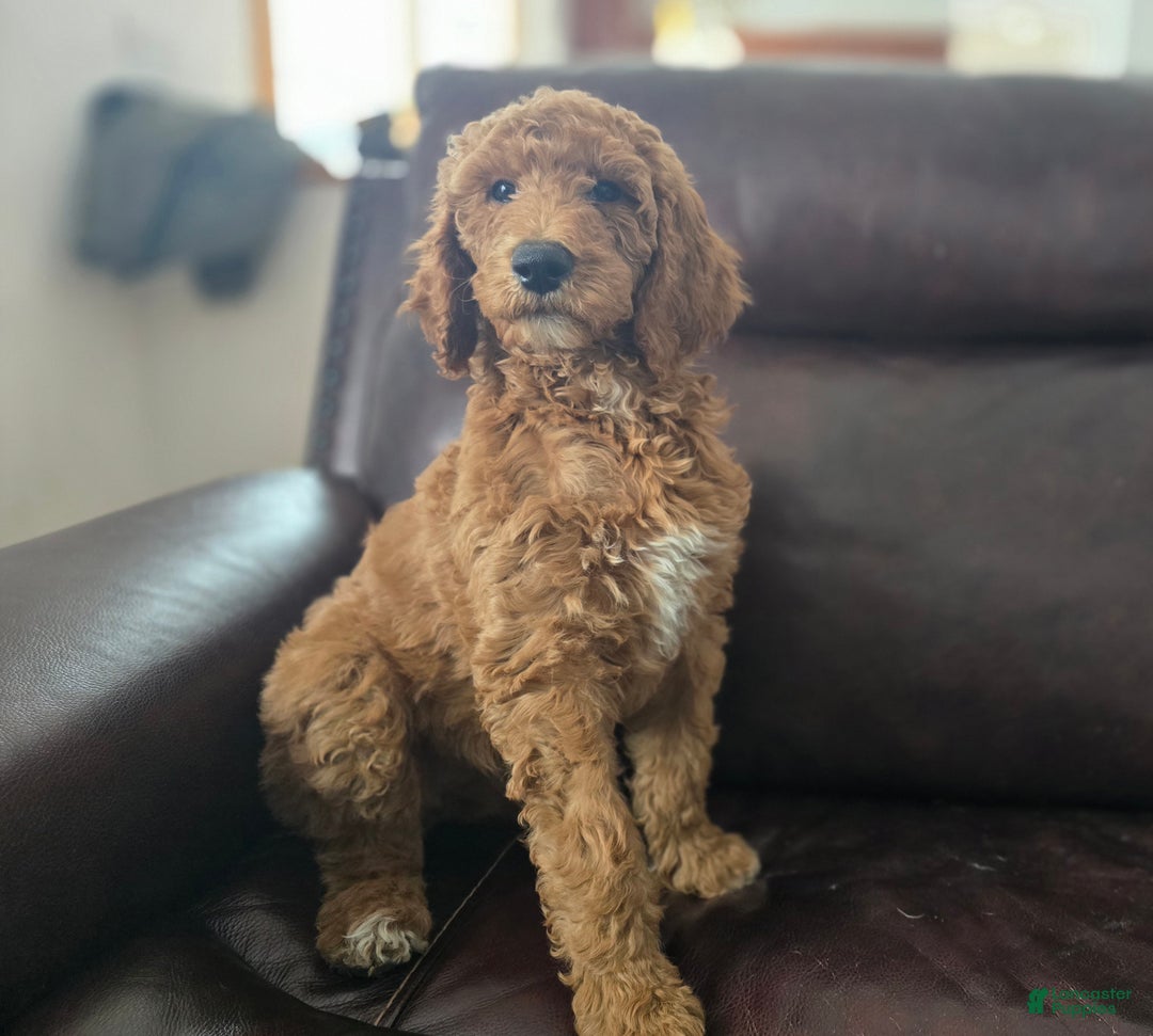Standard Poodle dogs for sale: Lily - Ad 2