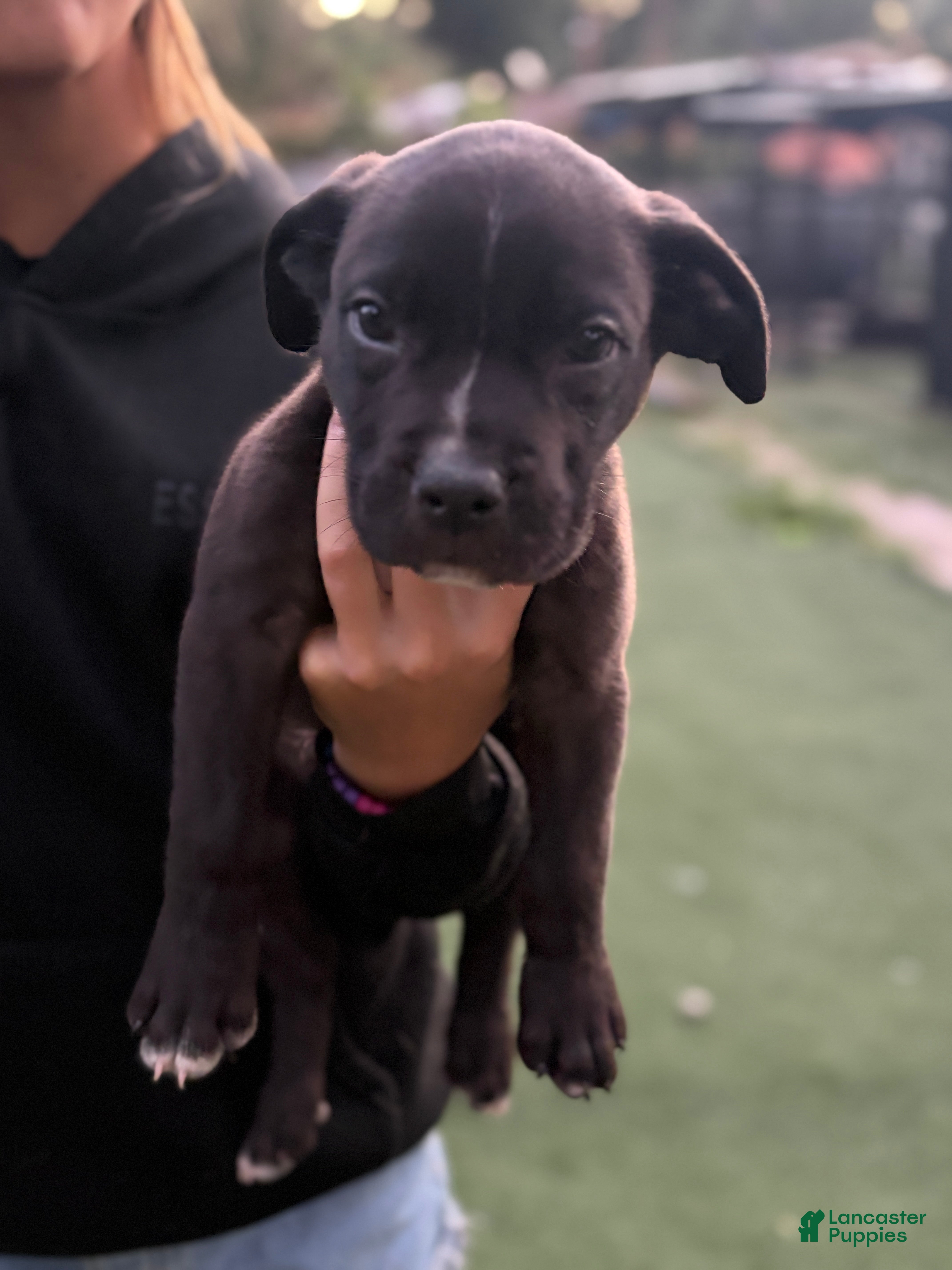Mixed Breed dogs Cane Corso / Boerbeol Puppy 4 - Ad 2