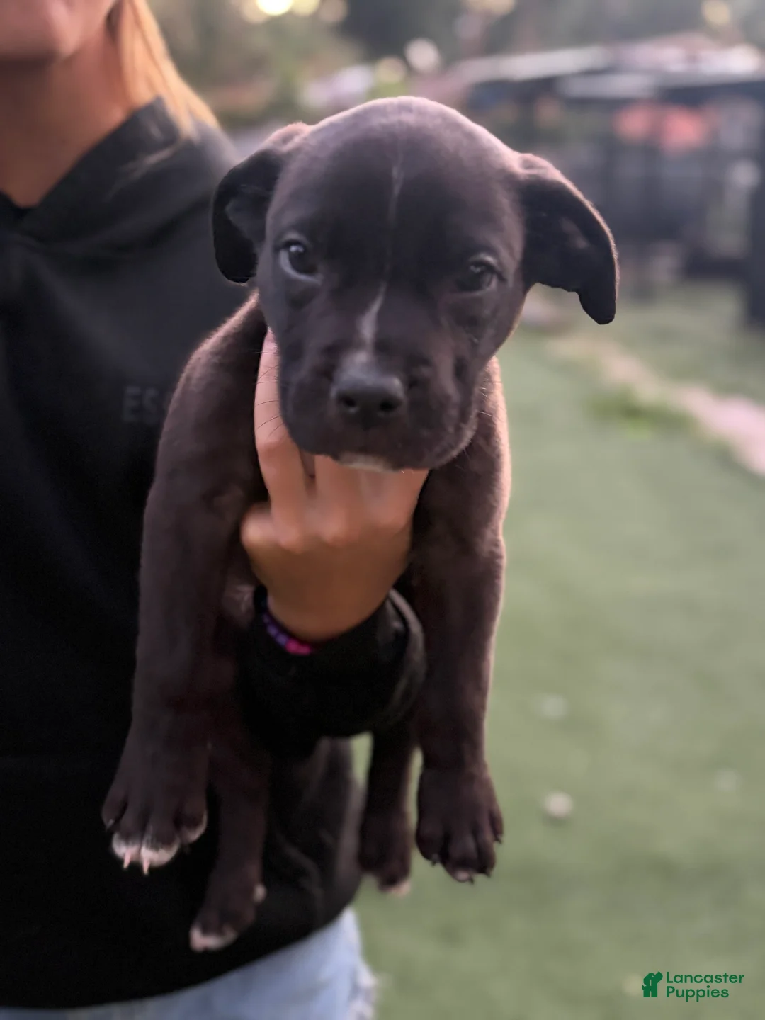 Mixed Breed dogs for sale: Cane Corso / Boerbeol Puppy 4 - Ad 2