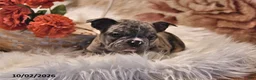 Frenchton dogs for sale: Prince   - Ad 3