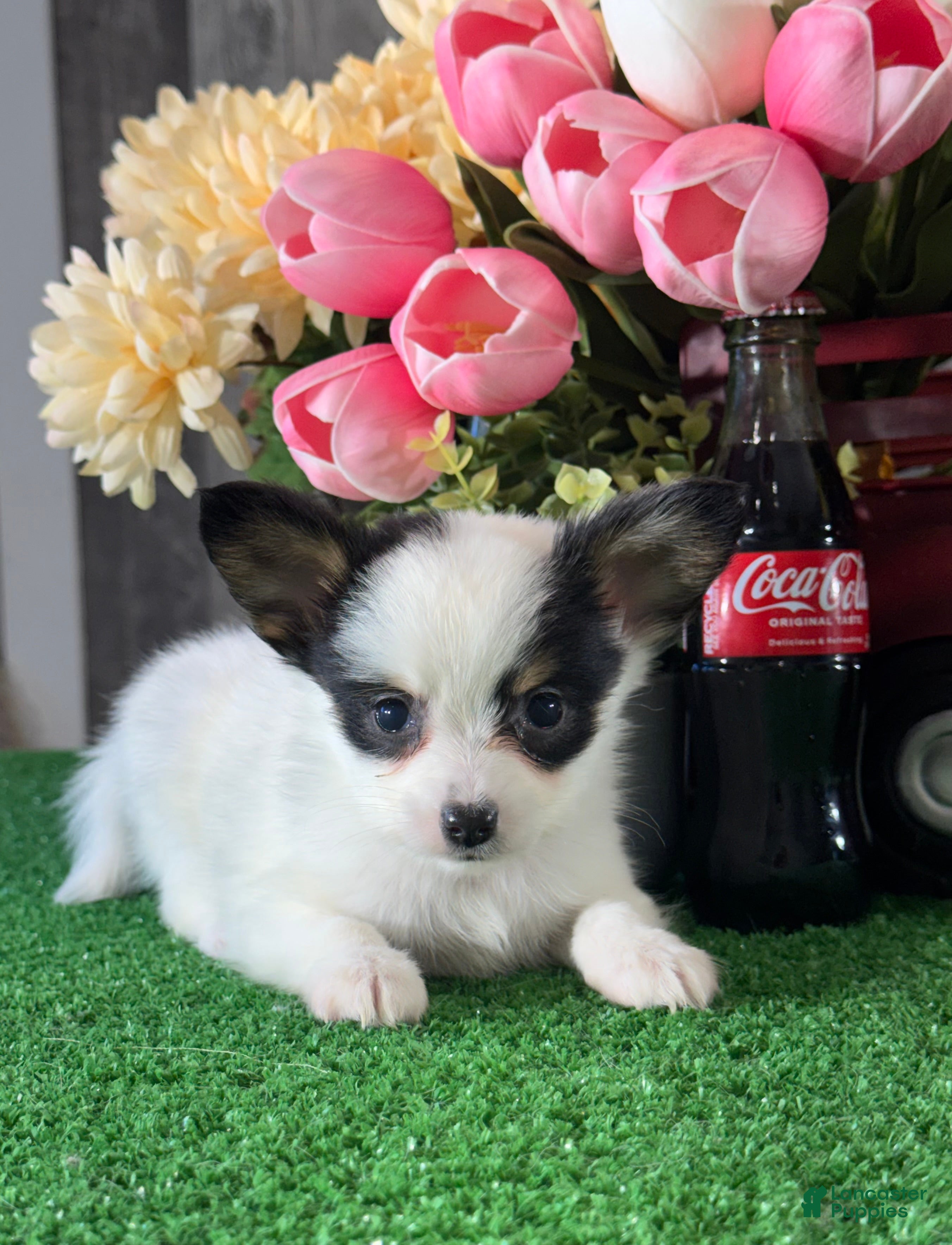 Papillon dogs Robin🌈 - Ad 4
