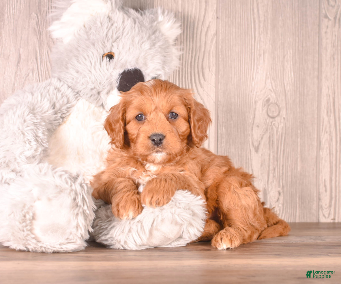 Cavapoo dogs FOX - Ad 1