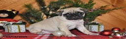 Pug dogs for sale: Harper - Ad 1