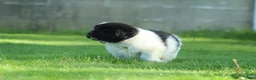 Newfoundland dogs for sale: Charlie  - Ad 5