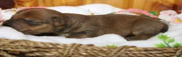 Yorkiepoo dogs for sale: Jacque  - Ad 6