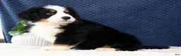 Bernese Mountain Dog dogs for sale: Zeke - Ad 9