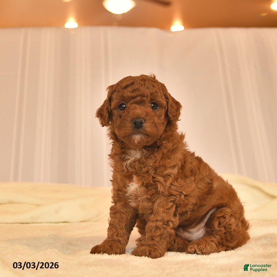 Toy Poodle dogs Eddy  - Ad 2