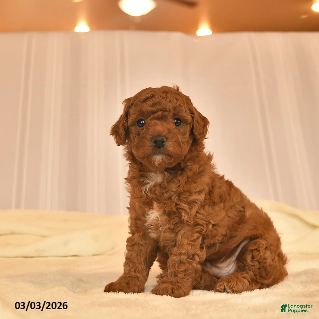Toy Poodle dogs for sale: Eddy  - Ad 2