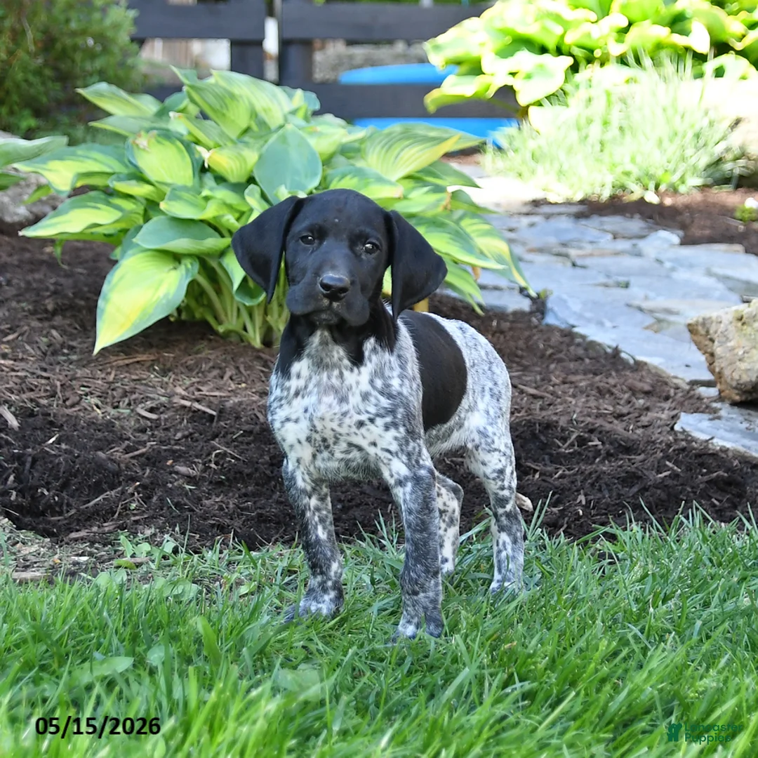 German Shorthaired Pointer dogs for sale: Pierre - Ad 2
