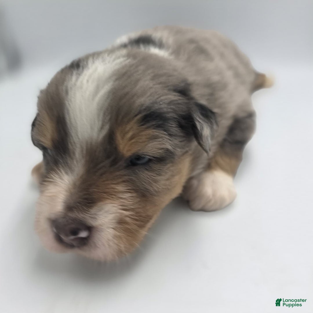 Australian Shepherd dogs for sale: Minnie - Ad 3