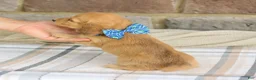 Miniature Dachshund dogs for sale: Pepper - Ad 3