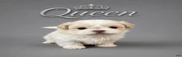 Shih Tzu dogs for sale: Bon Jovi  - Ad 8