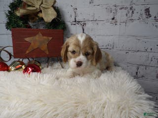 Cocker Spaniel dogs Micah - Ad 11