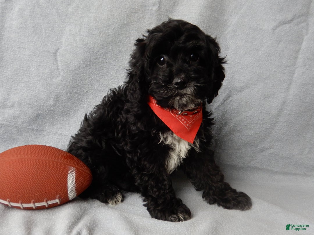 Cockapoo dogs for sale: Benny - Ad 5