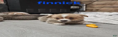 Finnick