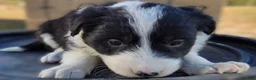 Border Collie dogs for sale: Border Collie 3 Darson - Ad 1
