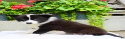Mixed Breed dogs for sale: Luke - Ad 5