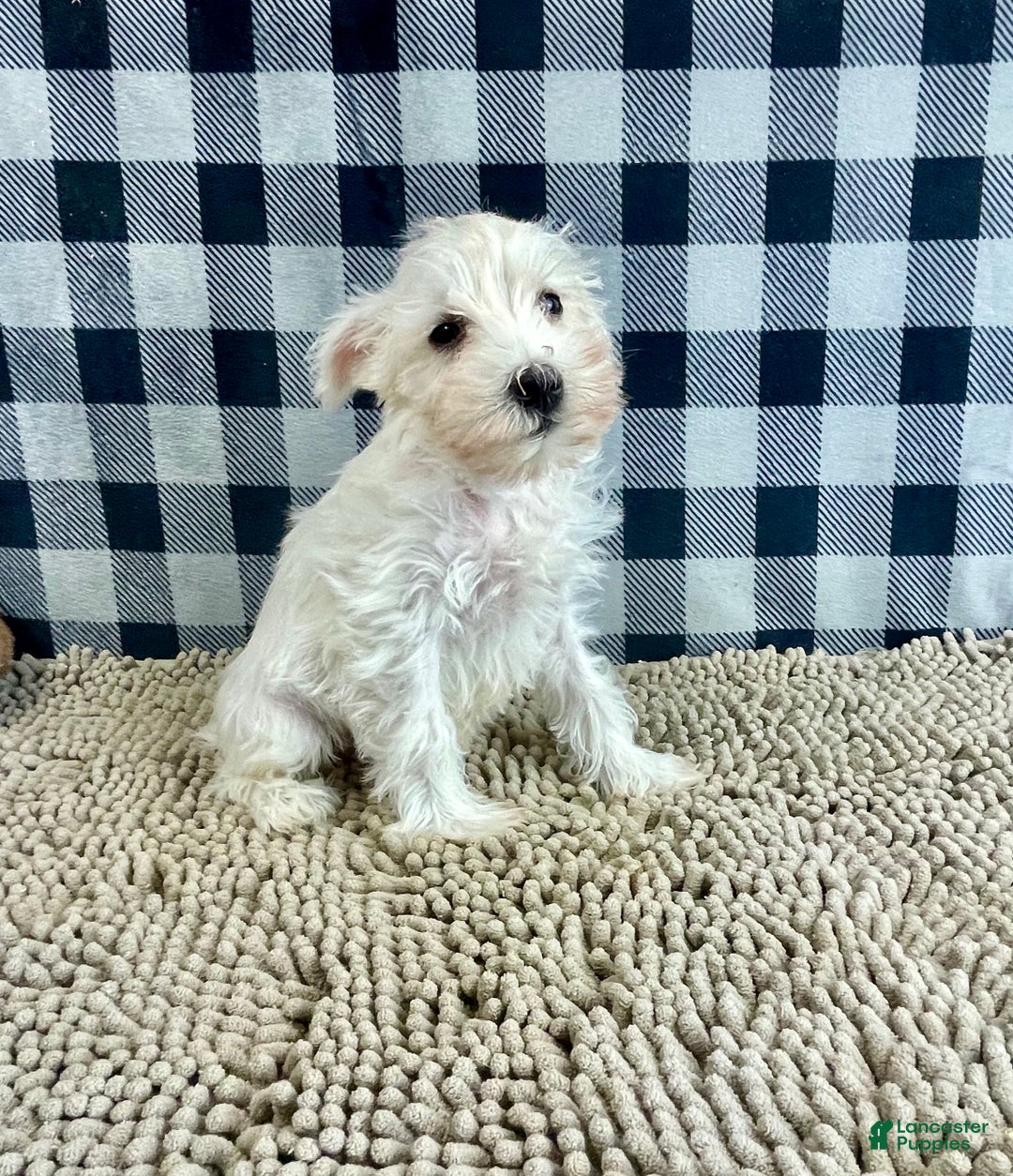 Miniature Schnauzer dogs for sale: Soloman - Ad 2