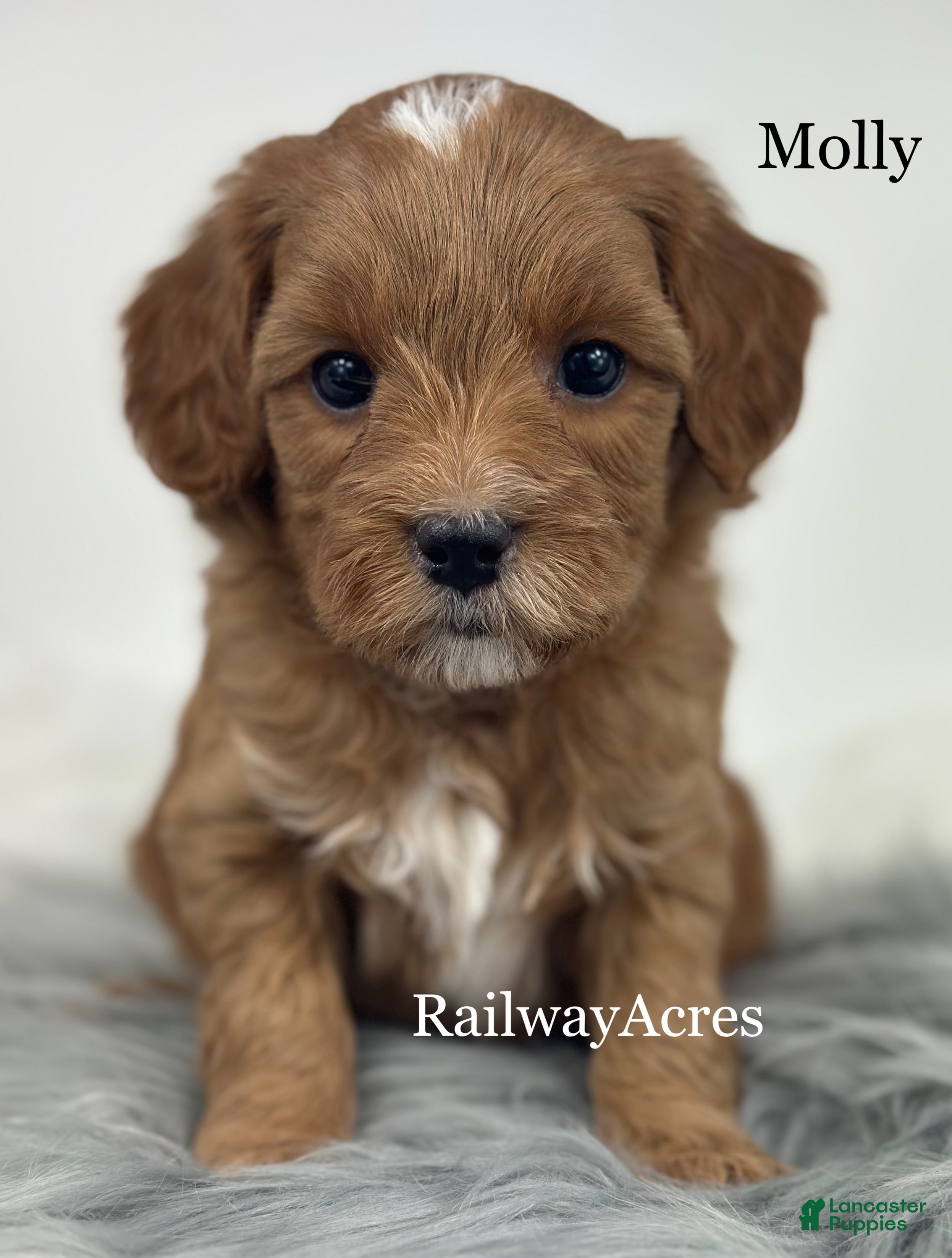 Mixed Breed dogs Molly - Ad 18