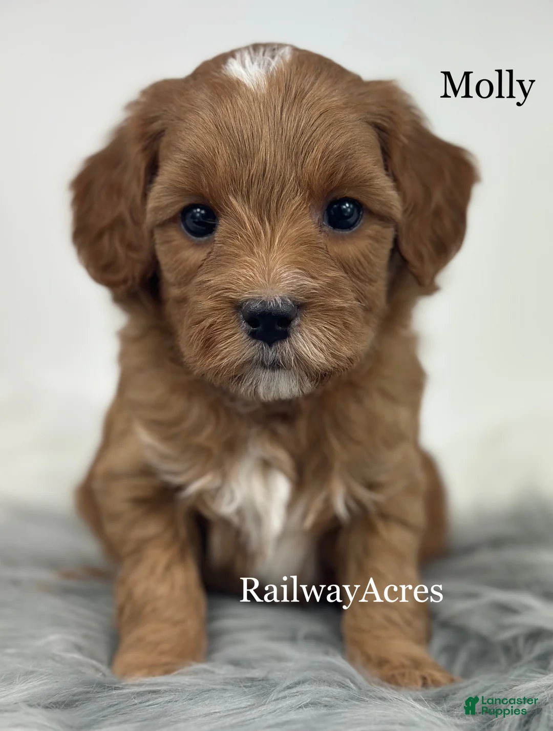 Mixed Breed dogs for sale: Molly - Ad 2