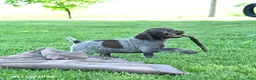 German Shorthaired Pointer dogs for sale: Rowdy - Ad 5