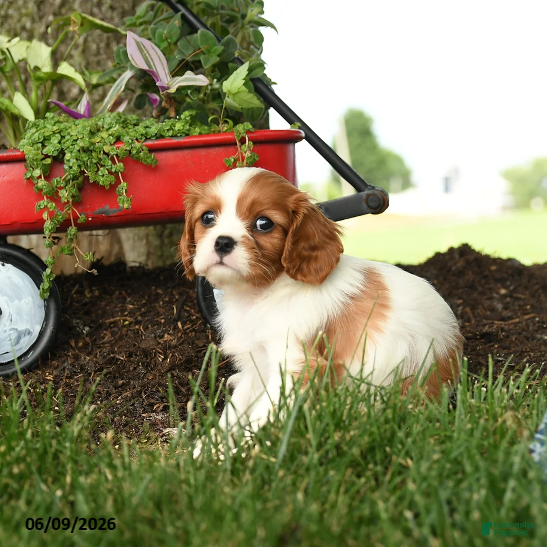 Cavalier King Charles Spaniel dogs for sale: Mariah - Ad 3