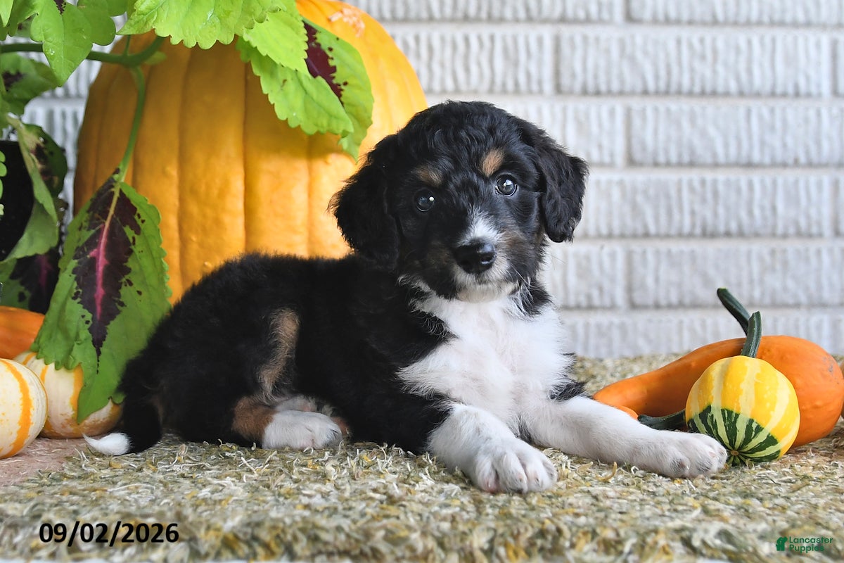 Mixed Breed dogs Krissy - Ad 1
