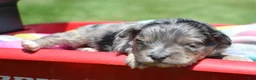 Bernedoodle dogs for sale: Blue Bernedoodle 3 - Ad 7