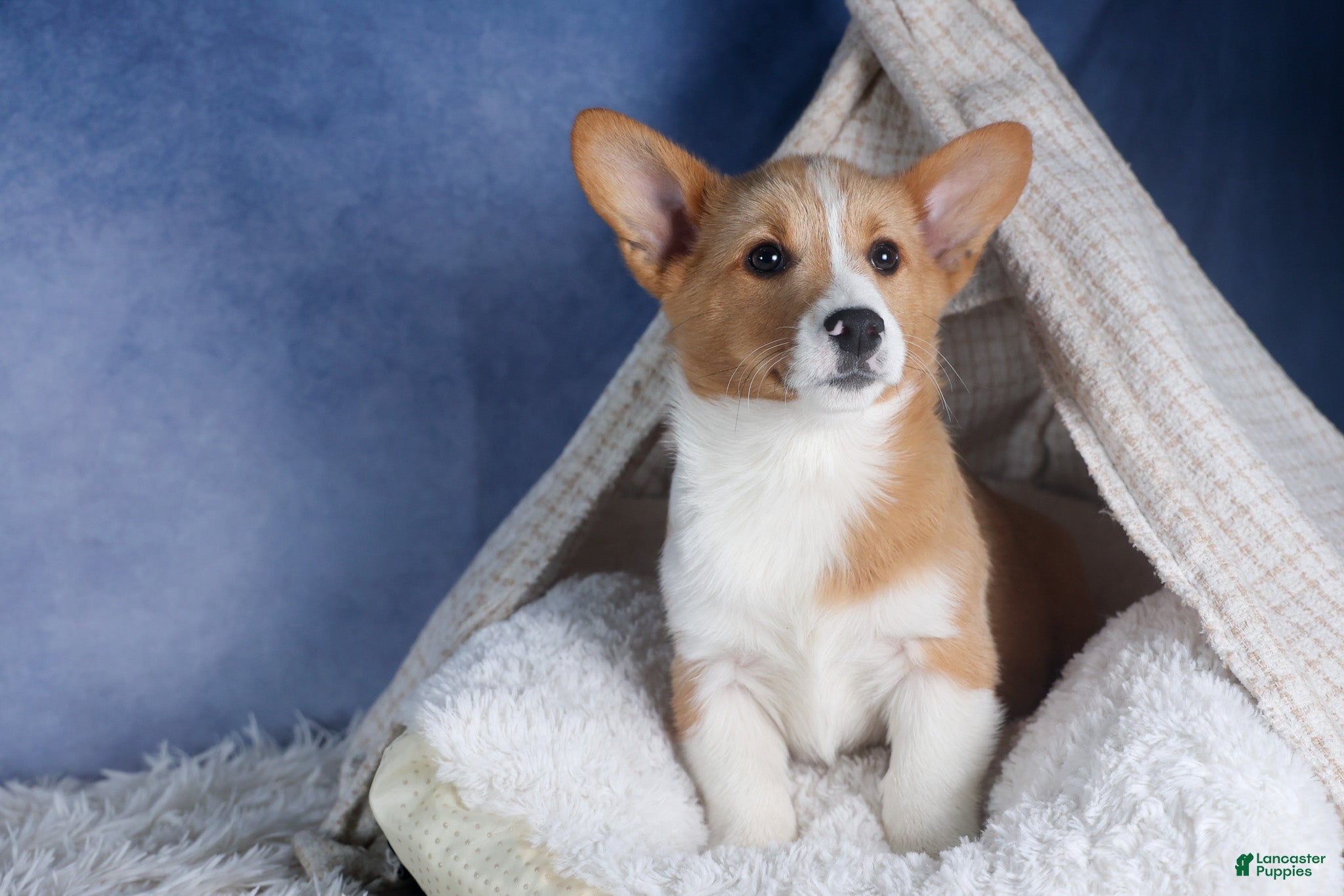 Welsh Corgi Pembroke dogs Monty - Ad 1