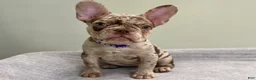 French Bulldog dogs for sale: Milano - Ad 5