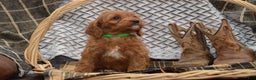 Cavapoo dogs for sale: Janson - Ad 5