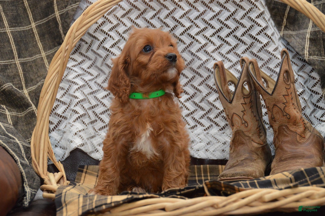 Cavapoo dogs for sale: Janson - Ad 5