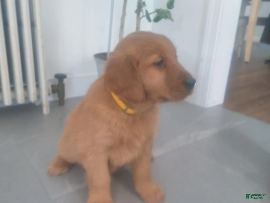 Golden Retriever dogs for sale:  Oakley –(yellow collar) “I’m the confident big brother. - Ad 2