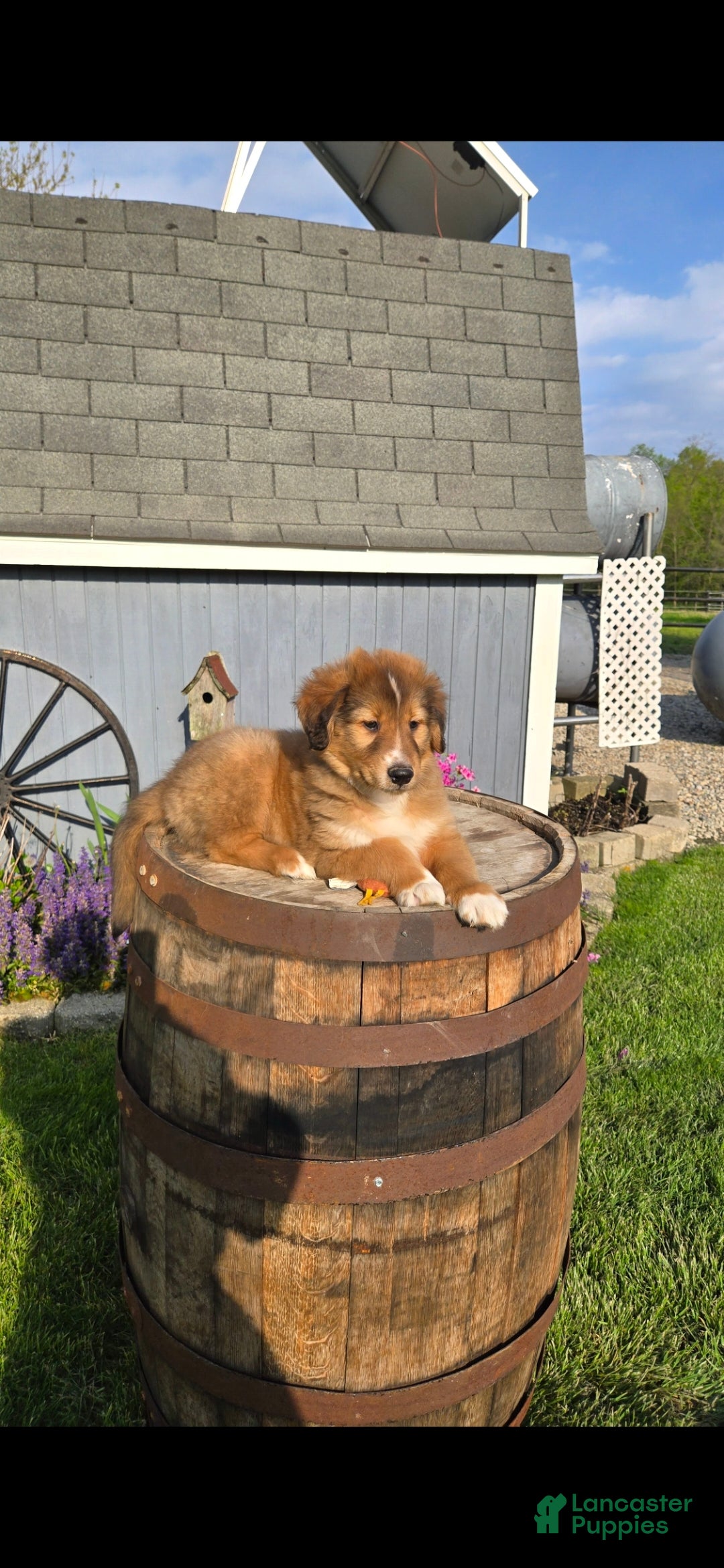 Collie dogs Collie Puppy 1 - Ad 4