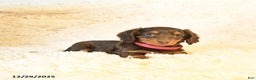 Miniature Dachshund dogs for sale: Frisky - Ad 2