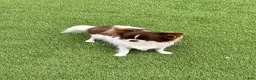 Chihuahua dogs for sale: Salt - Ad 3
