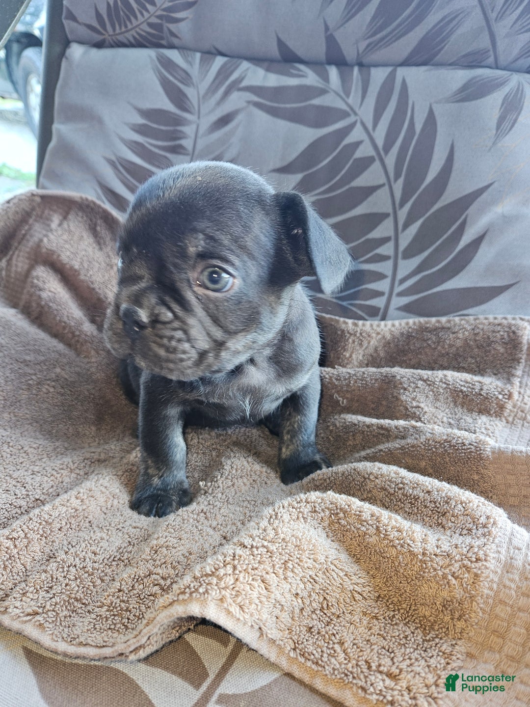 French Bulldog dogs for sale: French Bulldog Puppy 1 - Ad 3
