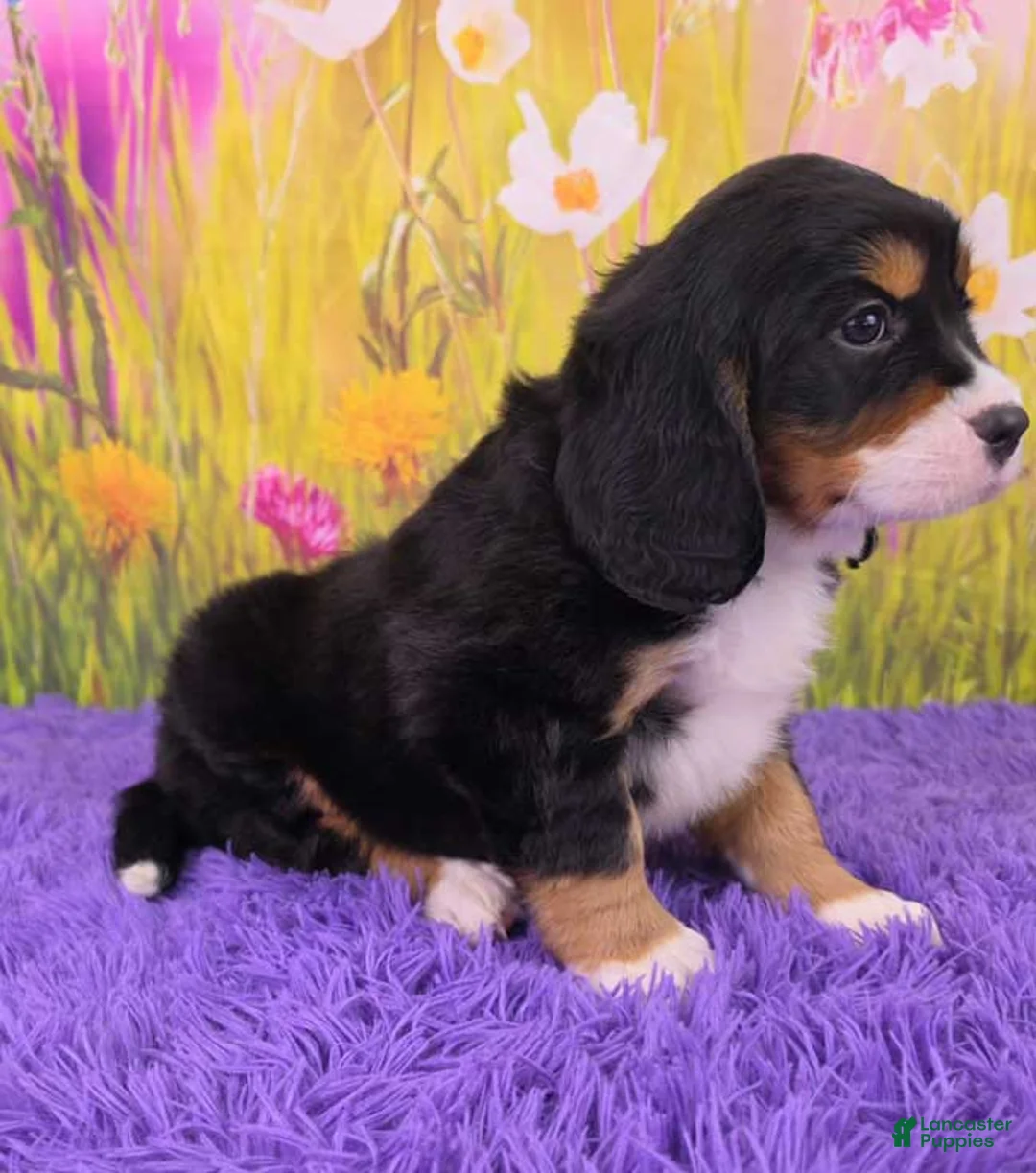 Miniature Bernese Mountain Dog dogs for sale: Savannah - Ad 2