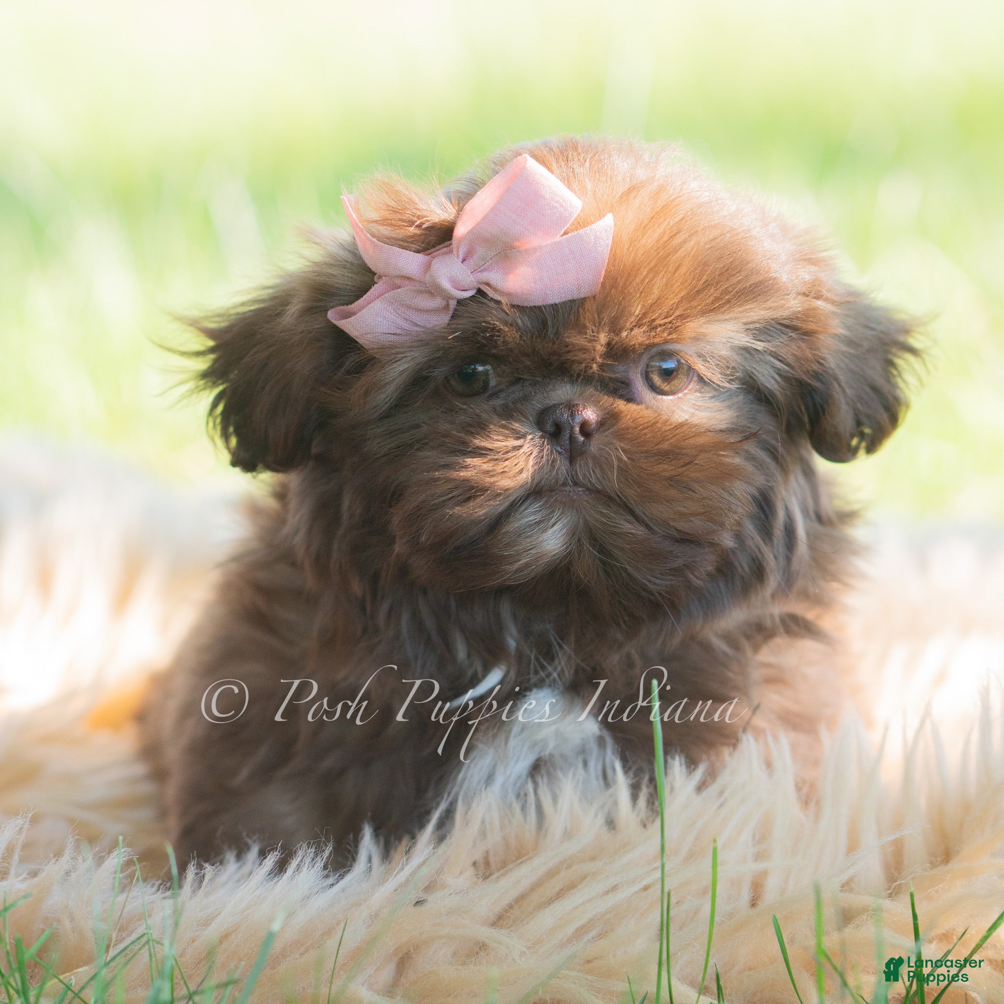 Shih Tzu dogs Clementine - Ad 4