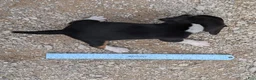 Beagle dogs for sale: Muffin - Ad 10